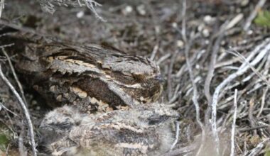 Nightjars at real risk from decreasing genetic diversity