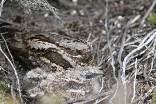 Nightjars at real risk from decreasing genetic diversity