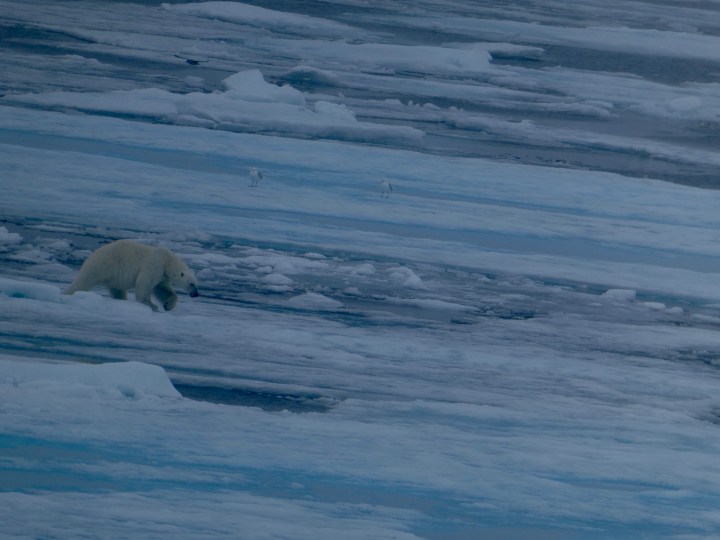 Polar bear gnaws dead sperm whale – Why Evolution Is True