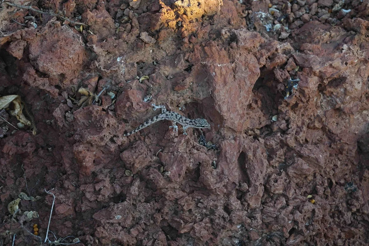 Phyllodactylus maresi