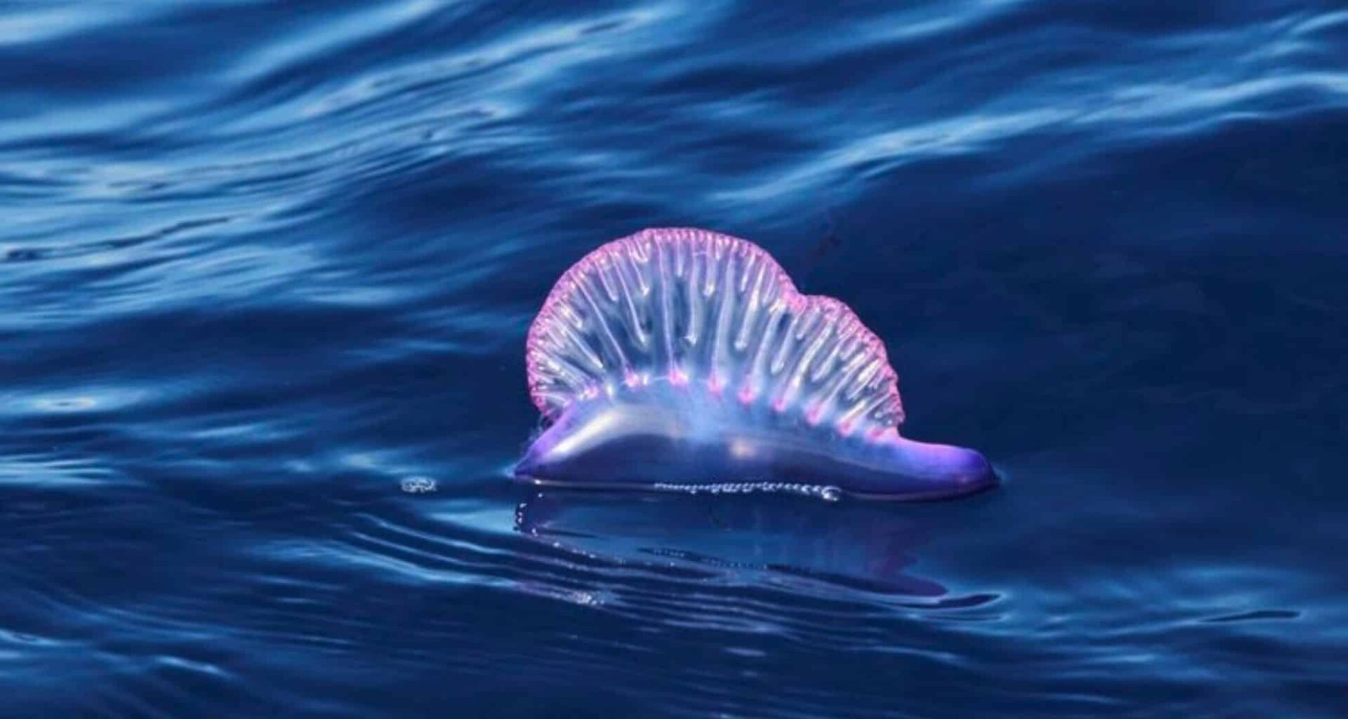Portuguese Man O' War
