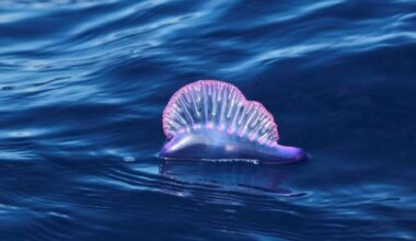 Portuguese Man O' War