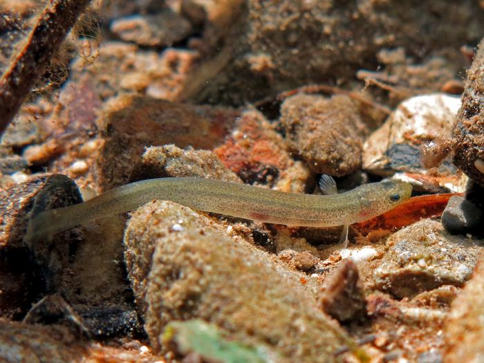 Underwater photograph of Luciogobius ryukyuensis