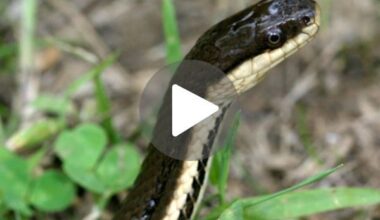 This reptile has a special skill of striking when its prey becomes “as soft as a boiled egg”