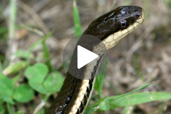 This reptile has a special skill of striking when its prey becomes “as soft as a boiled egg”