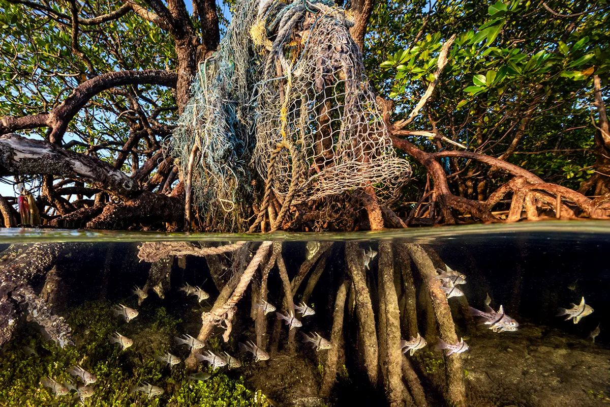 Split level view of a ghost net tangled in mangroves and fish below.