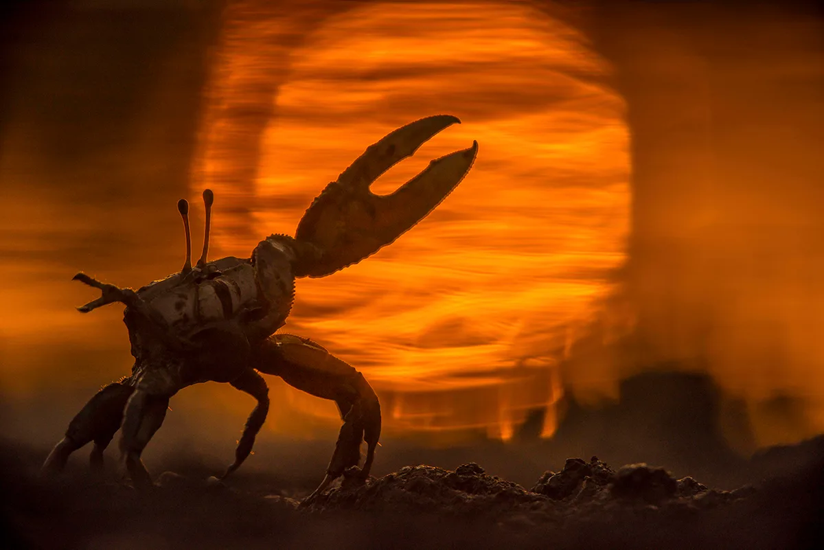 A male Fiddler Crab performing a signal dance in the mud with the sun setting behind.