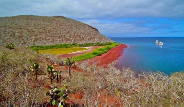 When helicopters poisoned a tiny island in the Galápagos, a 'once-extinct' animal appeared