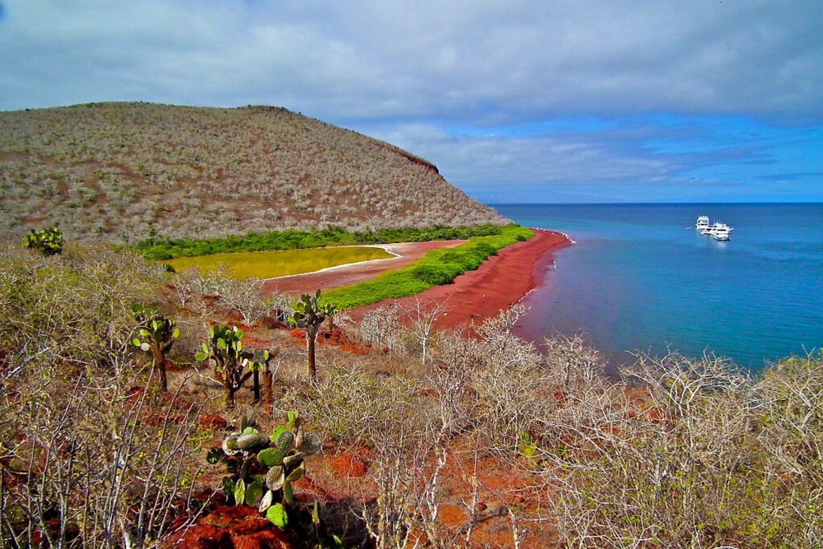 When helicopters poisoned a tiny island in the Galápagos, a 'once-extinct' animal appeared