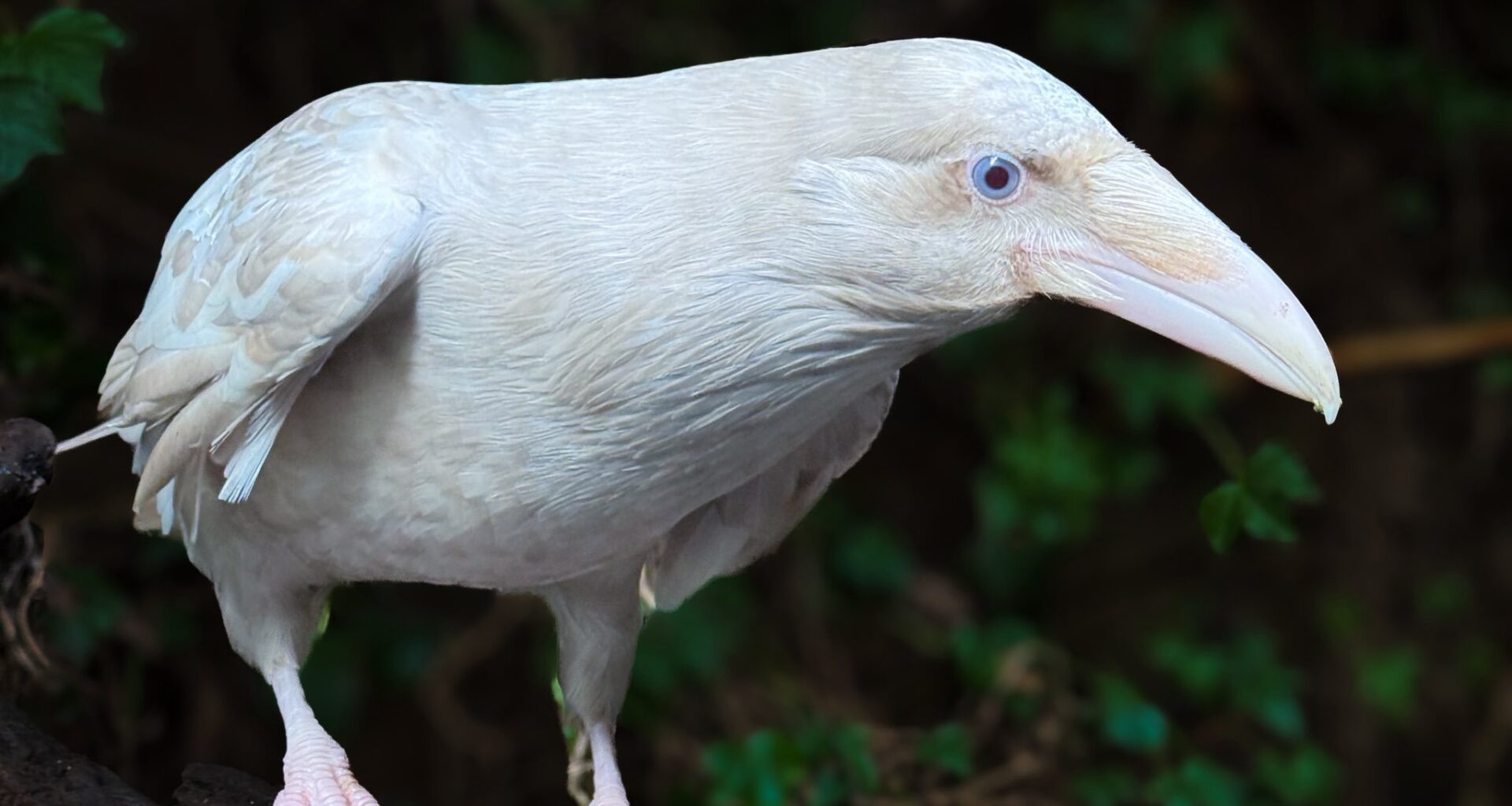 Island wildlife group mourns death of 'beloved' white raven