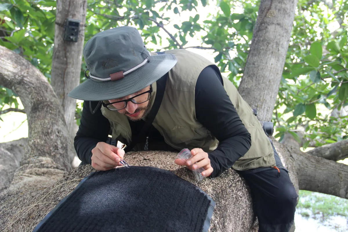 Researcher removes jaguar hair from mat