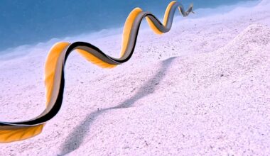 Underwater photographer films rarely seen creature slithering through the ocean in Mauritius