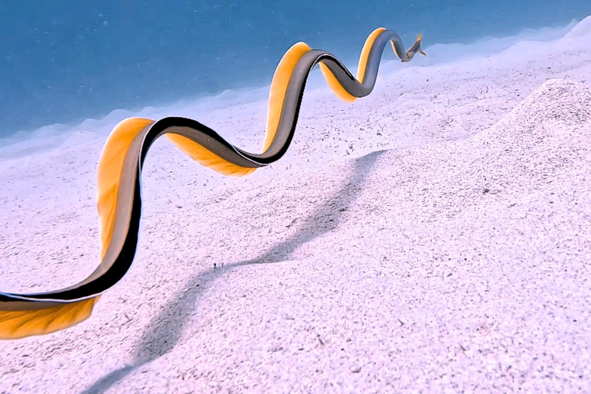 Underwater photographer films rarely seen creature slithering through the ocean in Mauritius