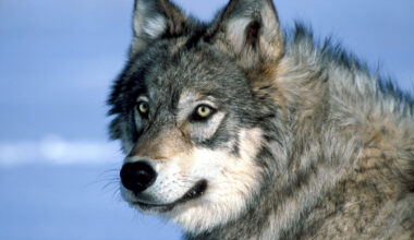 A Yellowstone wolf watches biologists after being tranquilized and fitted with a radio collar during wolf collaring operations in Yellowstone National Park.