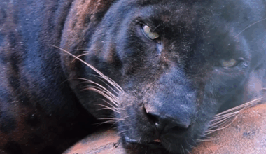 Zoo responds after ‘chonky’ leopard goes viral