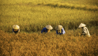 Vietnam has opened the door wide to genetic technology in agriculture