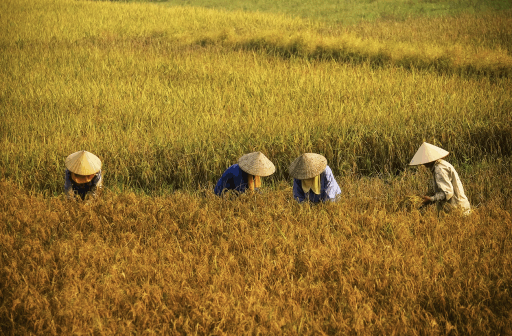 Vietnam has opened the door wide to genetic technology in agriculture