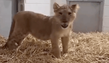 Lion cub found chained in yard during police sweep in West Bank Palestinian town