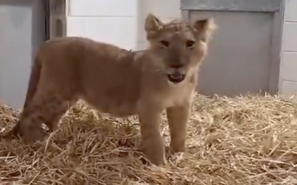 Lion cub found chained in yard during police sweep in West Bank Palestinian town