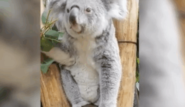 Koala baby bump heralds first arrival of marsupial at Dutch zoo