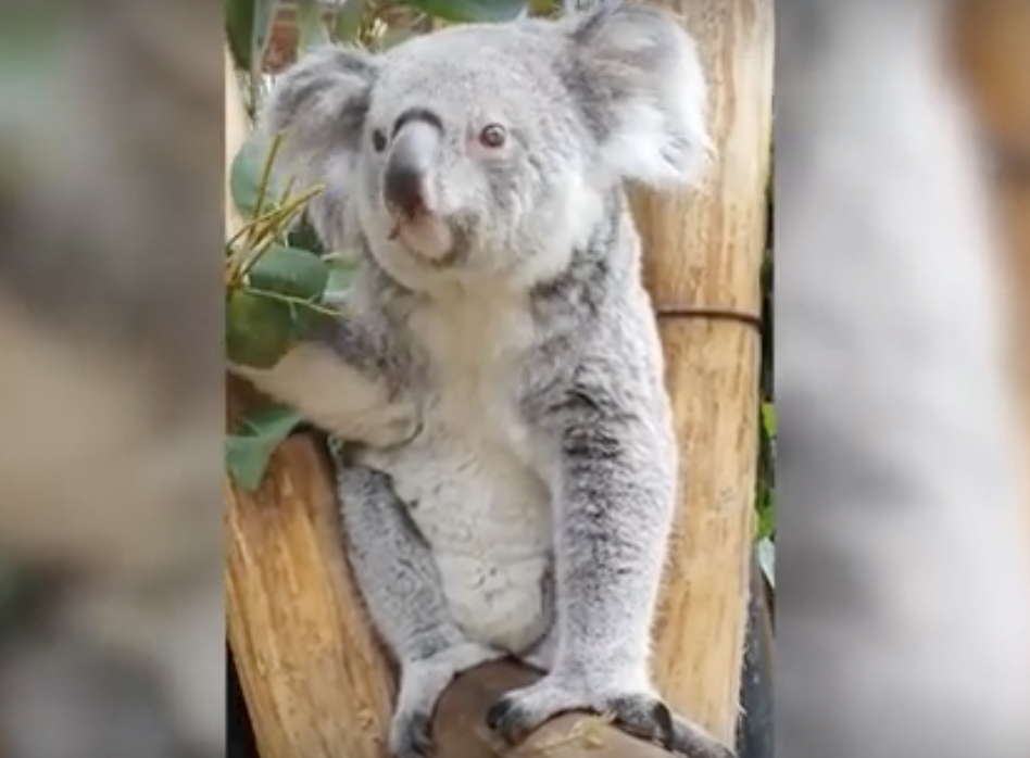 Koala baby bump heralds first arrival of marsupial at Dutch zoo