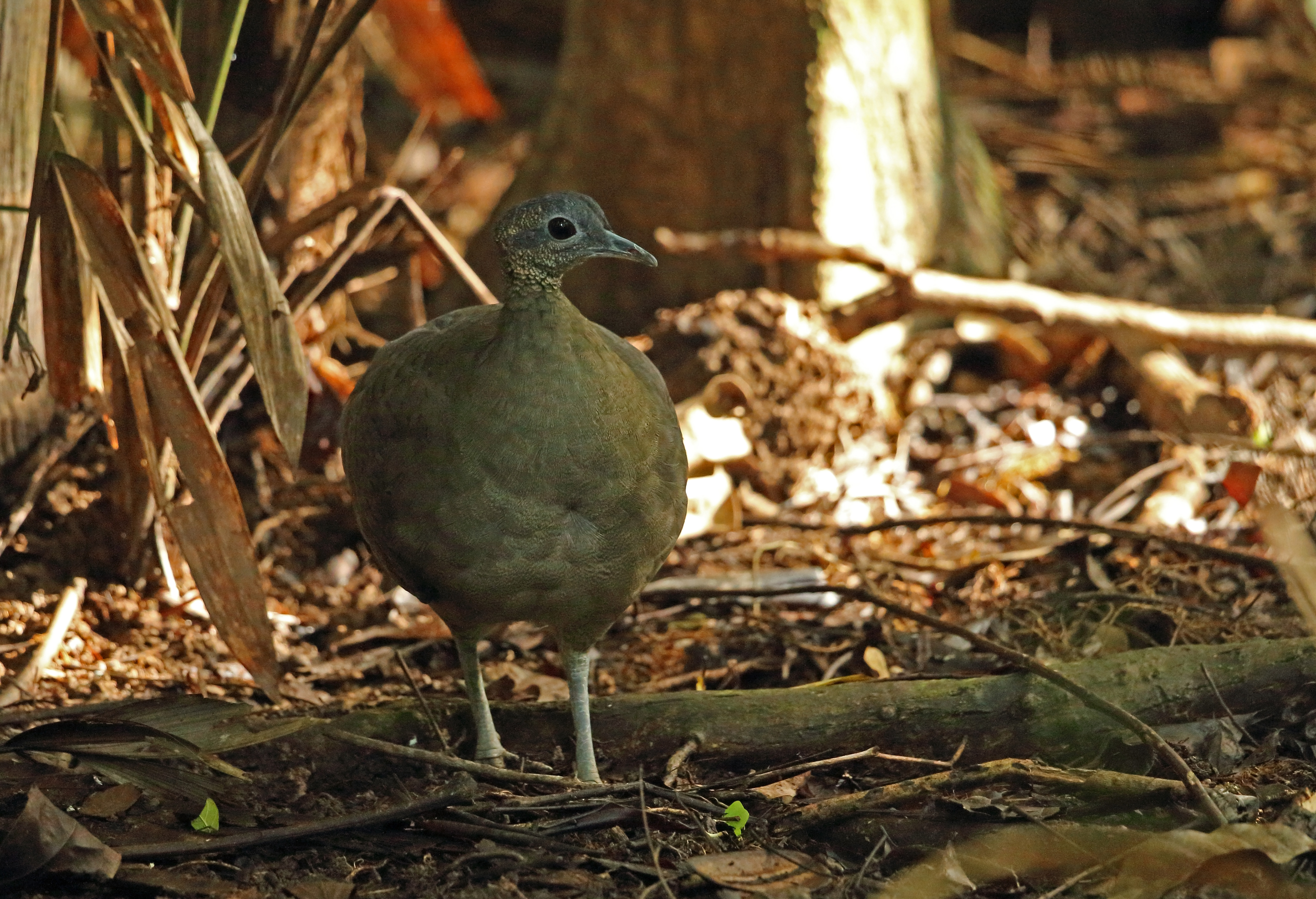 A photograph of a great tinamou on the forest floor in Panama. 