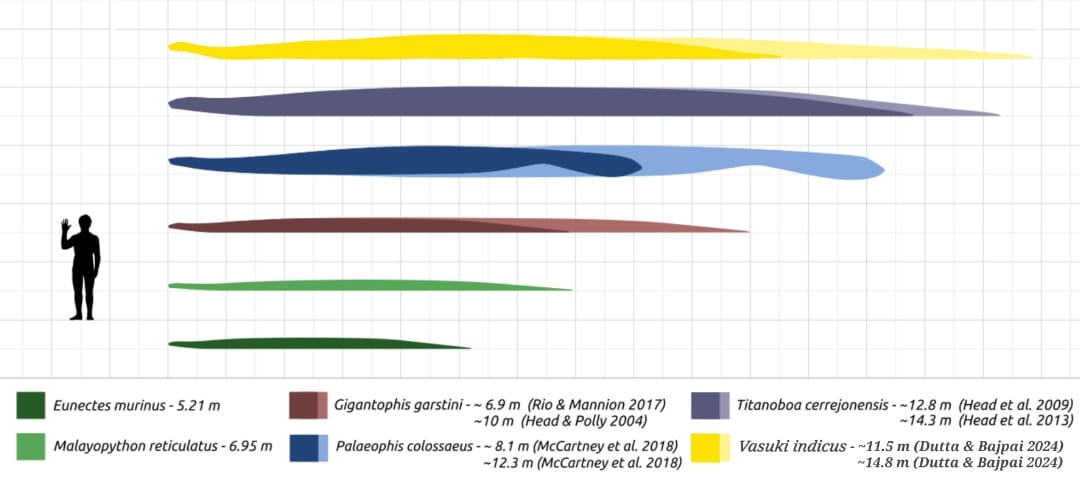 Size Comparison Of Largest Snakes