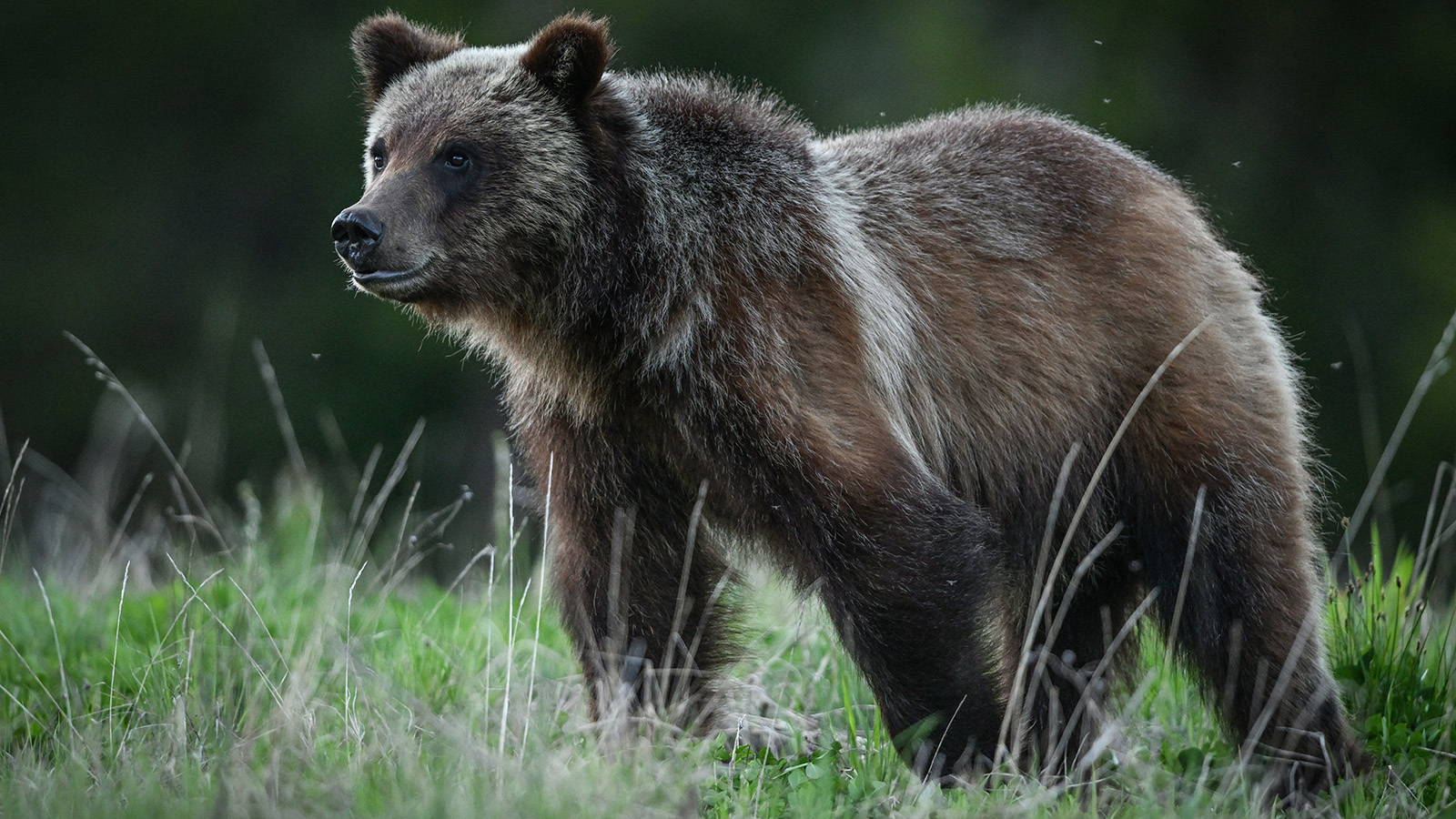 Cowboy State Daily logo