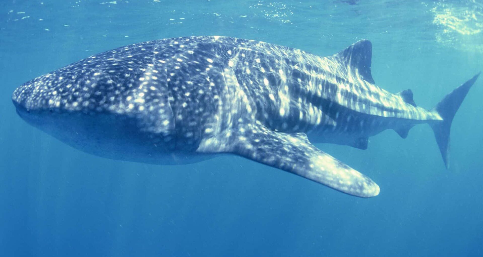 The Largest Fish Ever Recorded Spotted In The Pacific Ocean