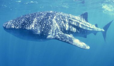 The Largest Fish Ever Recorded Spotted In The Pacific Ocean