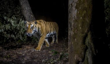 "I watched, breathless, as the sunlight caught the ripple of his stripes": a dream come true for the ‘world’s unluckiest tiger researcher’