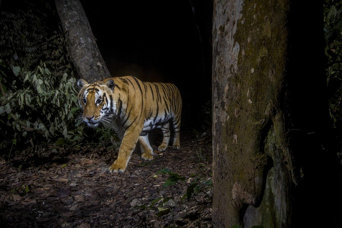 "I watched, breathless, as the sunlight caught the ripple of his stripes": a dream come true for the ‘world’s unluckiest tiger researcher’