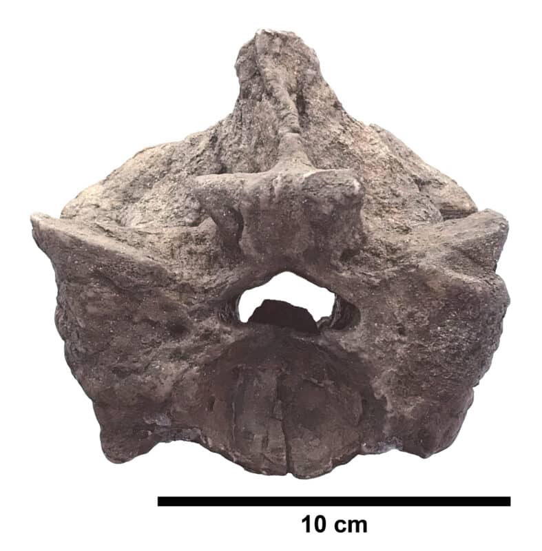 Titanoboa Paratype Precloacal Vertebra Uf Igm 2 Edited With Scale Bar