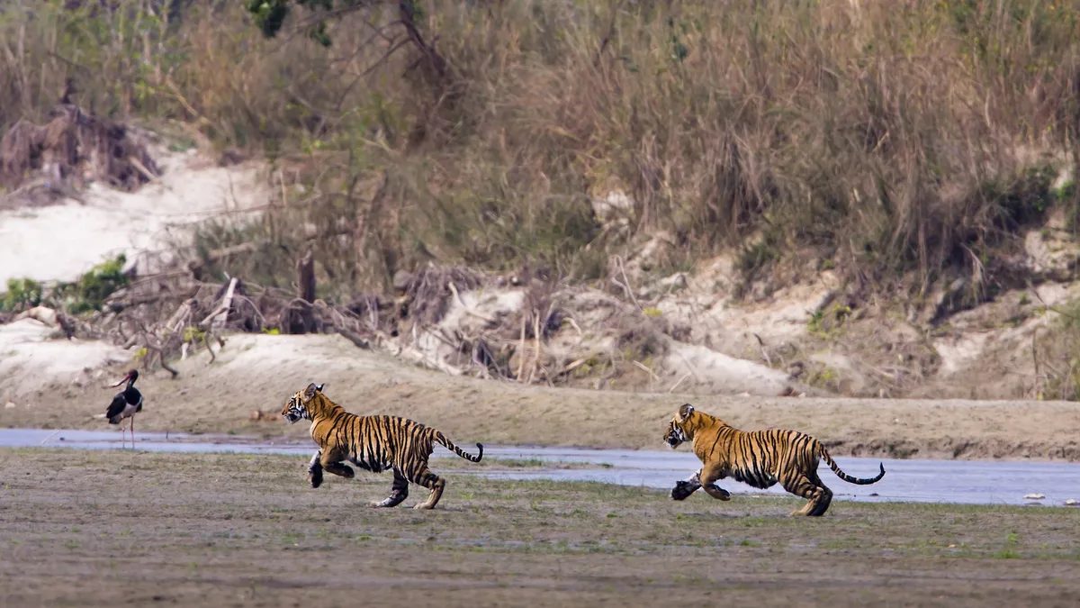 Two tiger cubs (Panthera tigris) run together in Bardia National Park, Nepal.