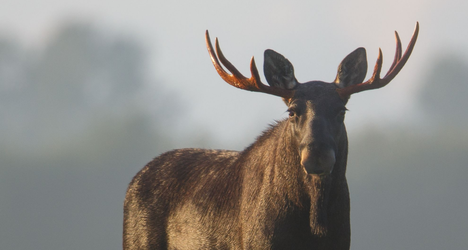 Popular hiking trail remains closed due to moose that refuses to move
