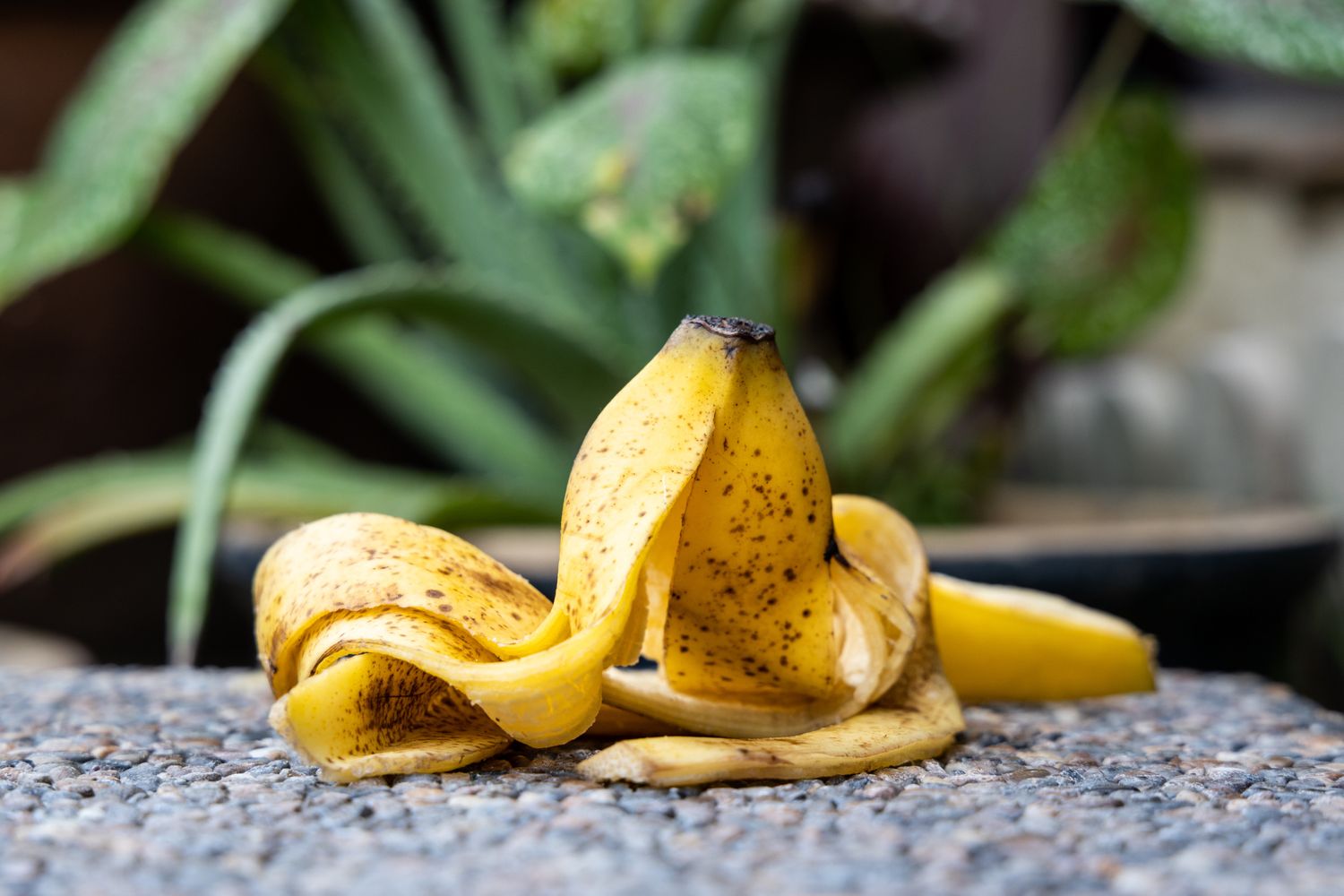7 Surprising Reasons You Shouldn’t Toss Your Banana Peel