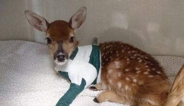 Help transport injured animals: Rescue Society seeks Moose Jaw drivers - DiscoverMooseJaw.com