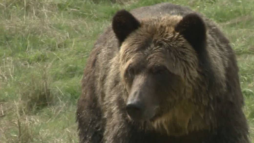 Click to play video: 'Man seriously injured after bear attack near Creston'