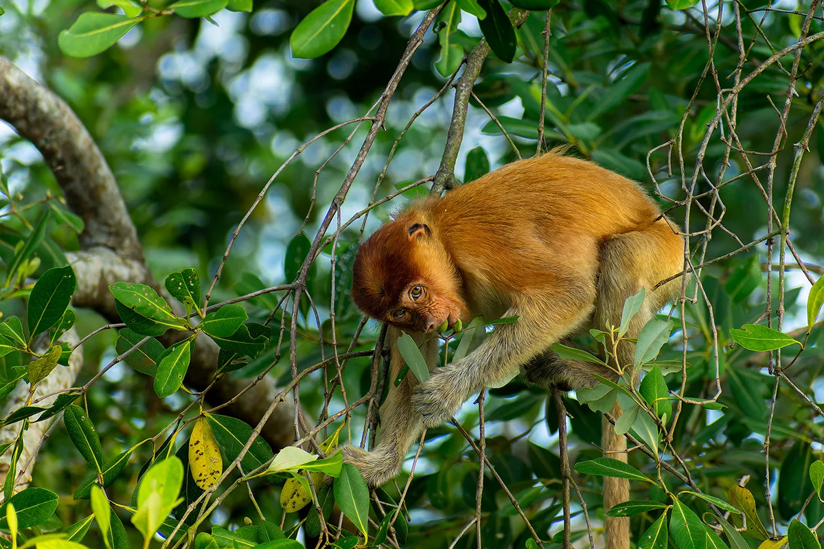 A young proboscis monkey enjoys an avicennia fruit amidst the dense mangrove forest.