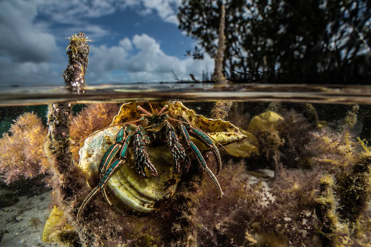 Split level image showing a hermit crab just below the waters surface.