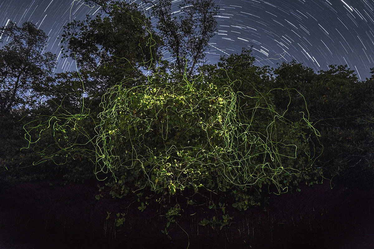 a colony of fireflies painting trails of light across a mangrove tree.