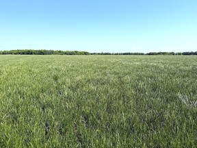 perennial ryegrass