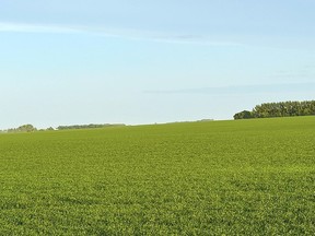 Crop of wheat