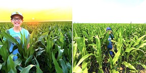 Corn field