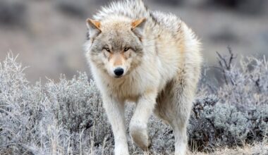 Yellowstone: "remarkable" recovery of aspen trees 30 years after return of wolves – new study