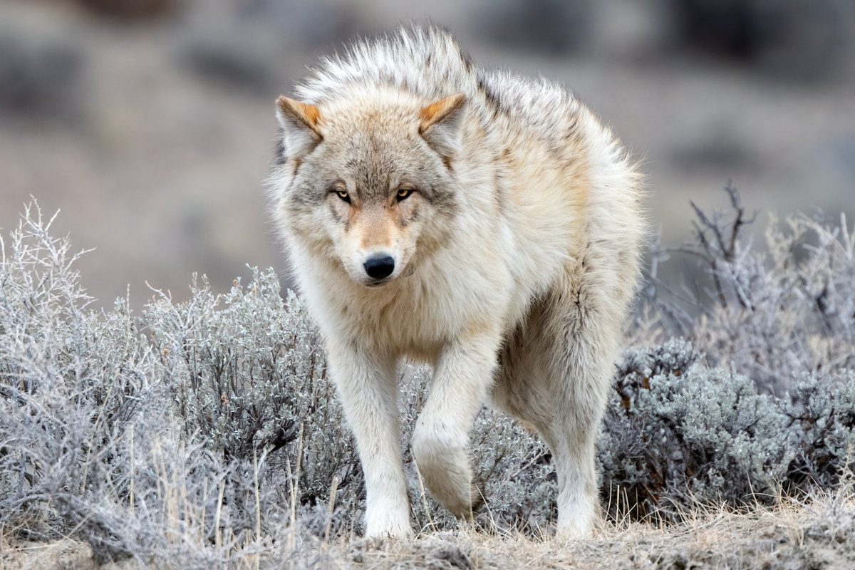 Yellowstone: "remarkable" recovery of aspen trees 30 years after return of wolves – new study
