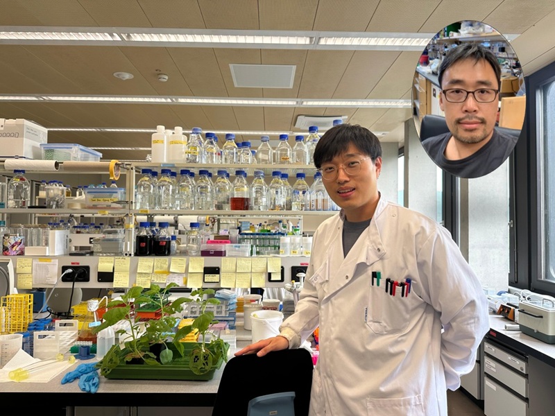 Plants' Self-Attack Mystery: Genetic Conflict Unveiled