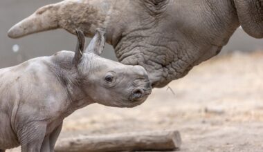 White rhino born in California named after Ozzy Osbourne