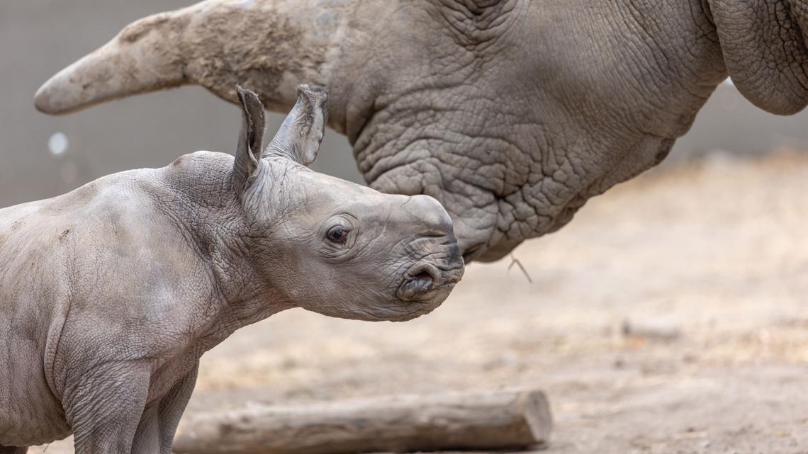 White rhino born in California named after Ozzy Osbourne