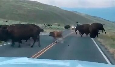 Yellowstone bison fight showcases awesome power of iconic beasts